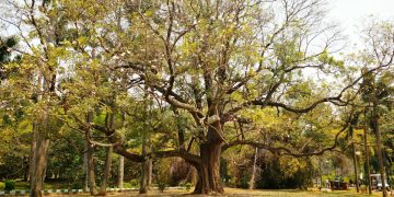 An ancient oak tree