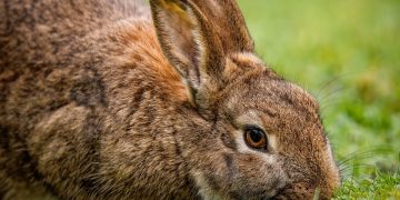 A bunny rabbit