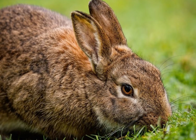 A bunny rabbit