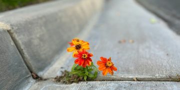 A flower pushing up through concrete