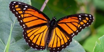 Monarch butterly on a leaf