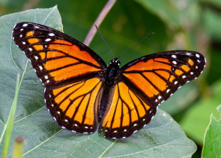 Monarch butterly on a leaf