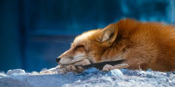 A red fox sleeping on snowy ground