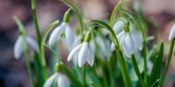 Snowdrops
