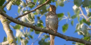 A song Thrush singing in a tree