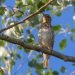 A song Thrush singing in a tree