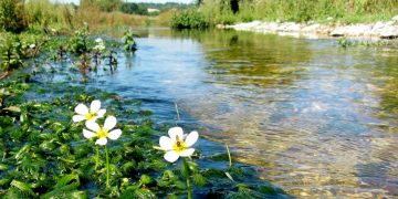 Chalk stream