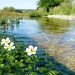 Chalk stream