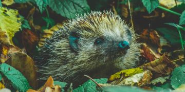 A hedgehog in the leaves