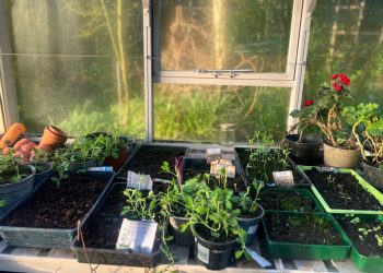 Interior of greenhouse, seedlings coming through.