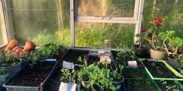Interior of greenhouse, seedlings coming through.