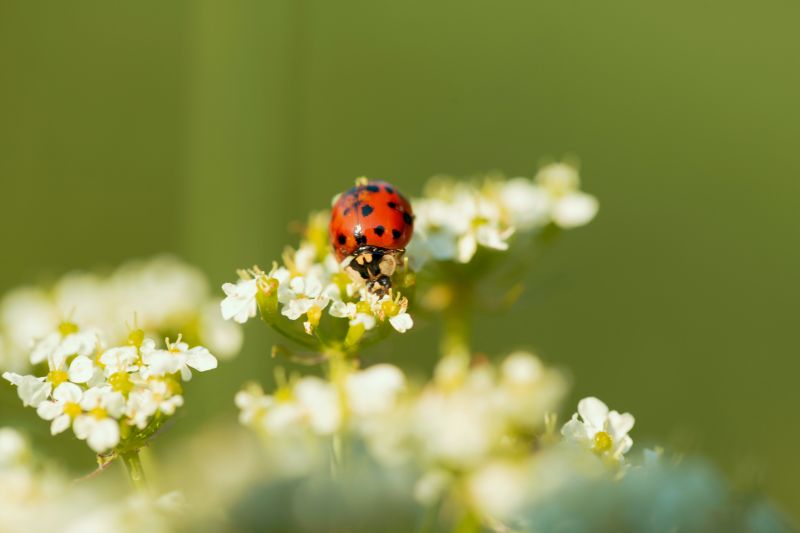 A ladybird on blossom