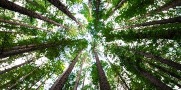 The sky viewed from underneath a group of trees