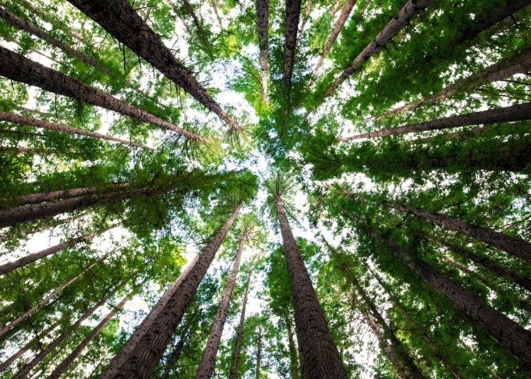 The sky viewed from underneath a group of trees