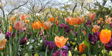 Orange and purple Tulips in a field