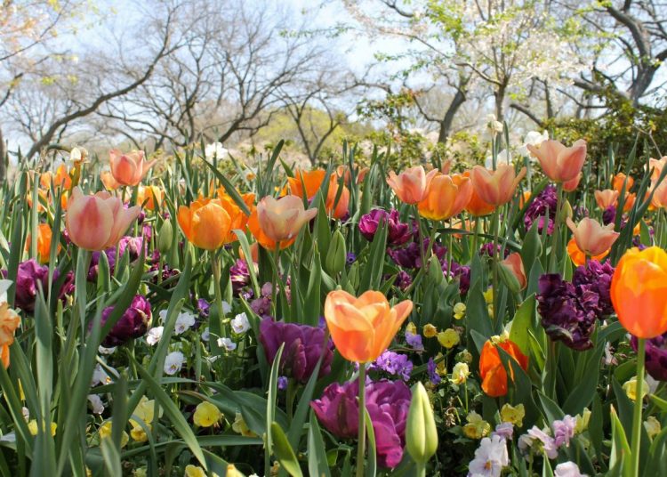 Orange and purple Tulips in a field