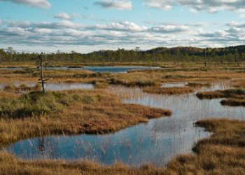peat bog