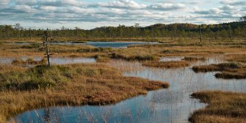 peat bog