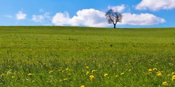 a lone tree in a field