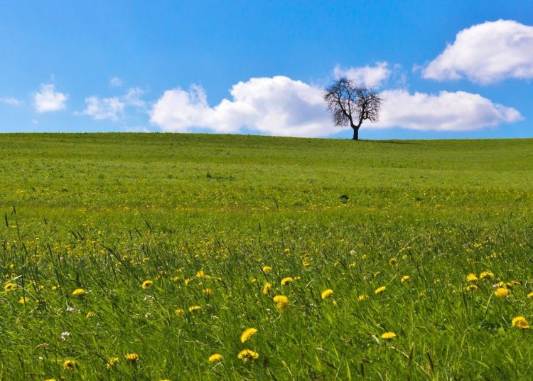 a lone tree in a field
