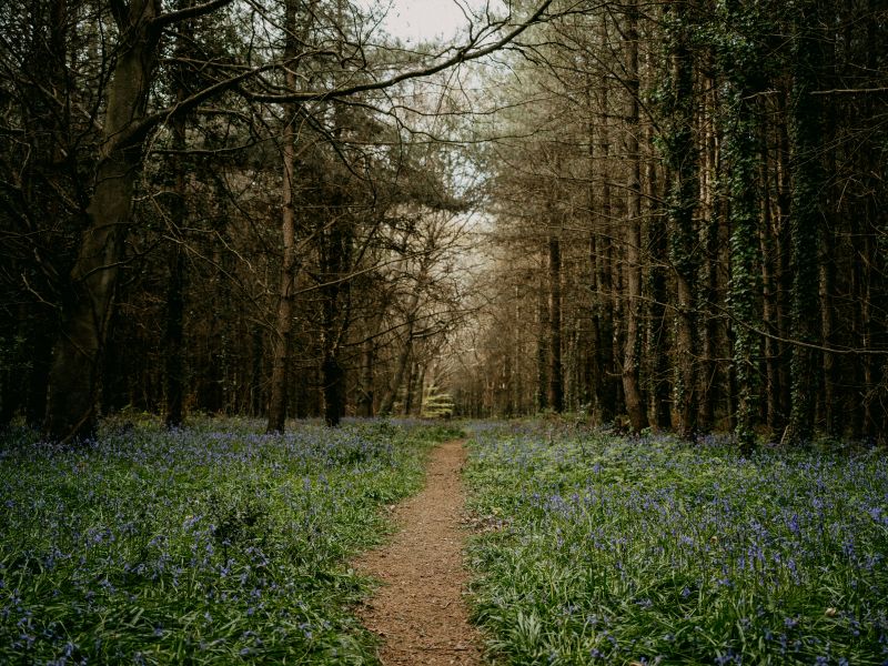 Bluebells in the woods