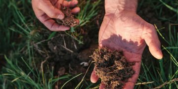 Hands holding soil