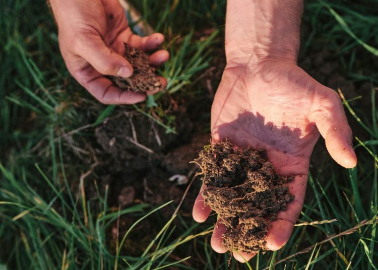 Hands holding soil