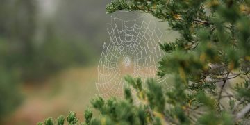 A spider's web in a tree