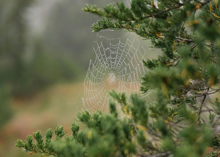 A spider's web in a tree