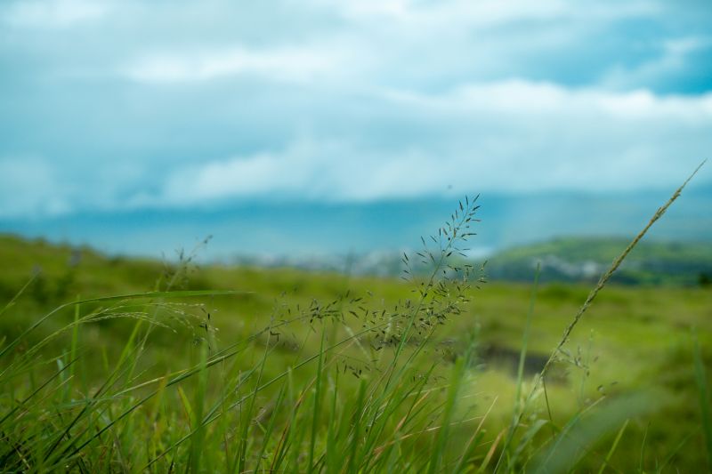 A field of grass with a blue sky background