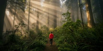 Man standing in a forest at dawn
