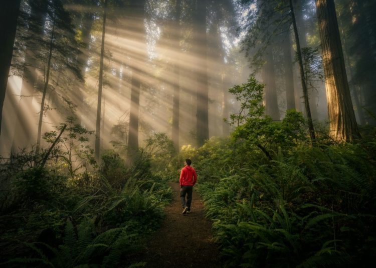 Man standing in a forest at dawn