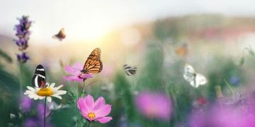 Spring flowers and butterfly