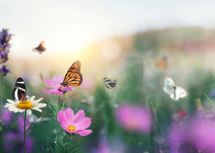 Spring flowers and butterfly