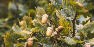 acorns on a tree
