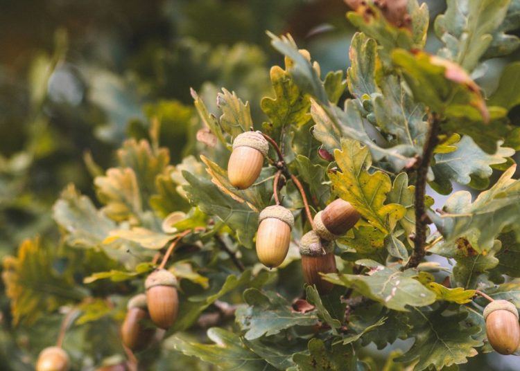 acorns on a tree