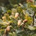 acorns on a tree
