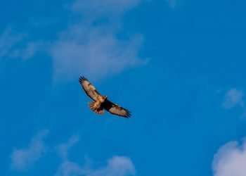 Golden eagle in full flight.