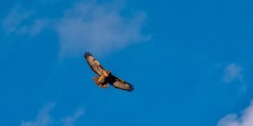Golden eagle in full flight.
