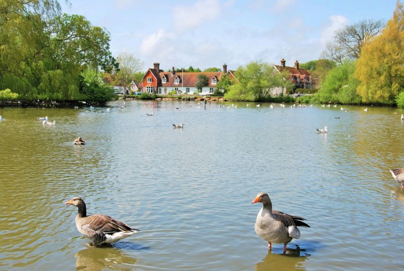 Geese swimming on a calm lake with green trees and red-roofed cottages across the shore.