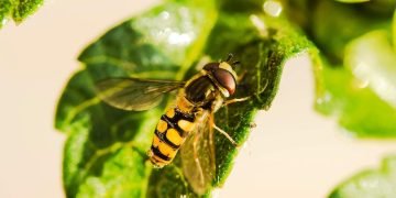 Hoverfly