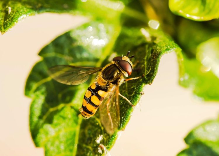 Hoverfly