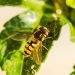Hoverfly