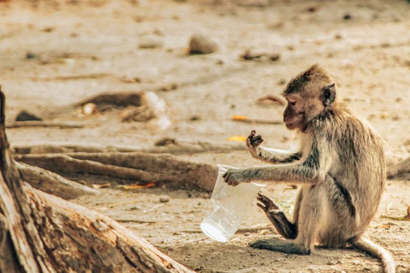 Monkey on a beach holding a plastic cup
