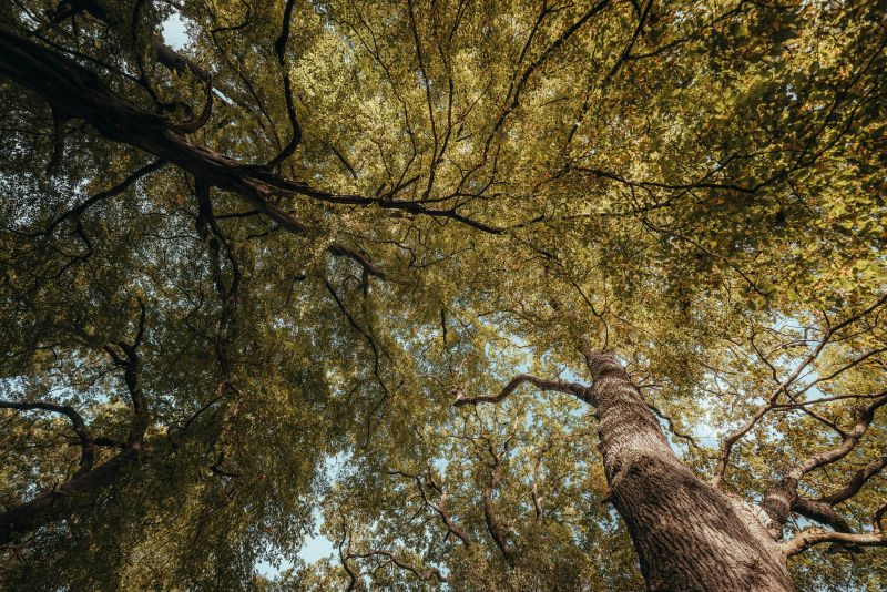 Oak tree