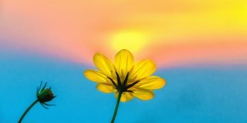 A single buttercup with the sun in the sky