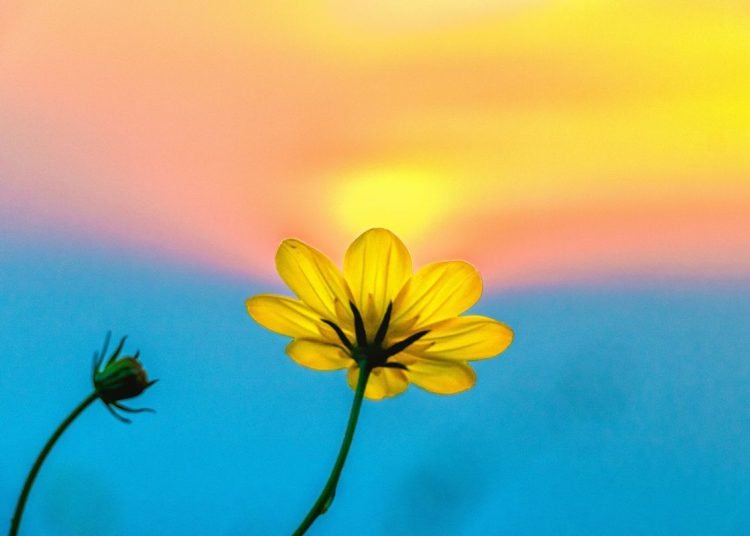 A single buttercup with the sun in the sky