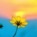 A single buttercup with the sun in the sky