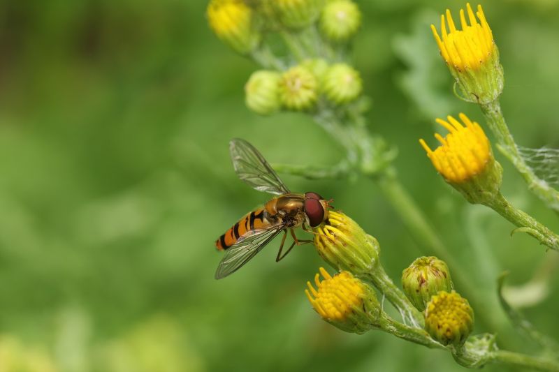 A hoverfly on a flower