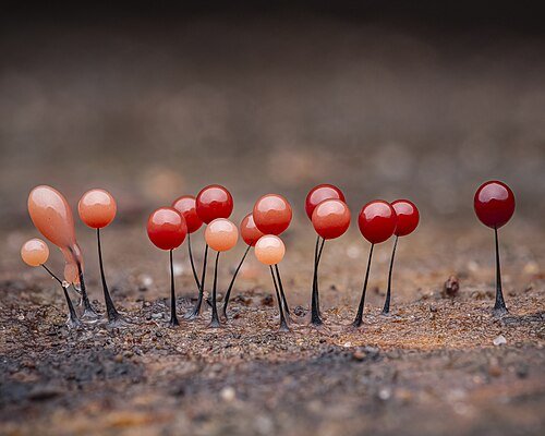 Comatricha nigra slime mould